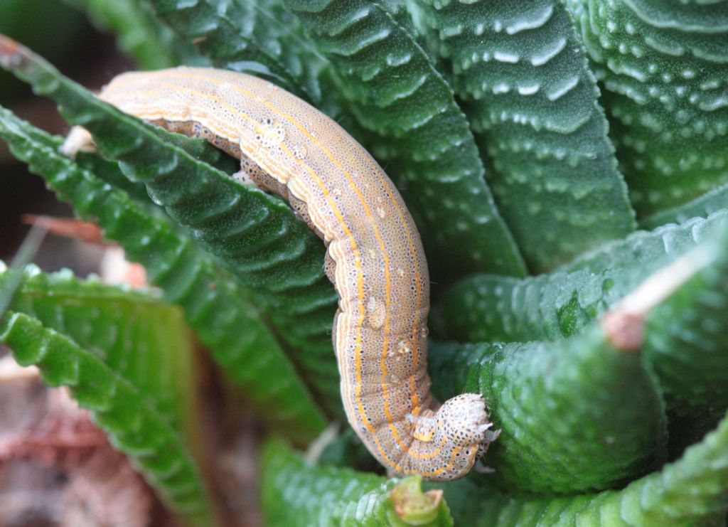 Bruco ID - Aedia leucomelas